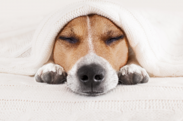 Pampered Pet
